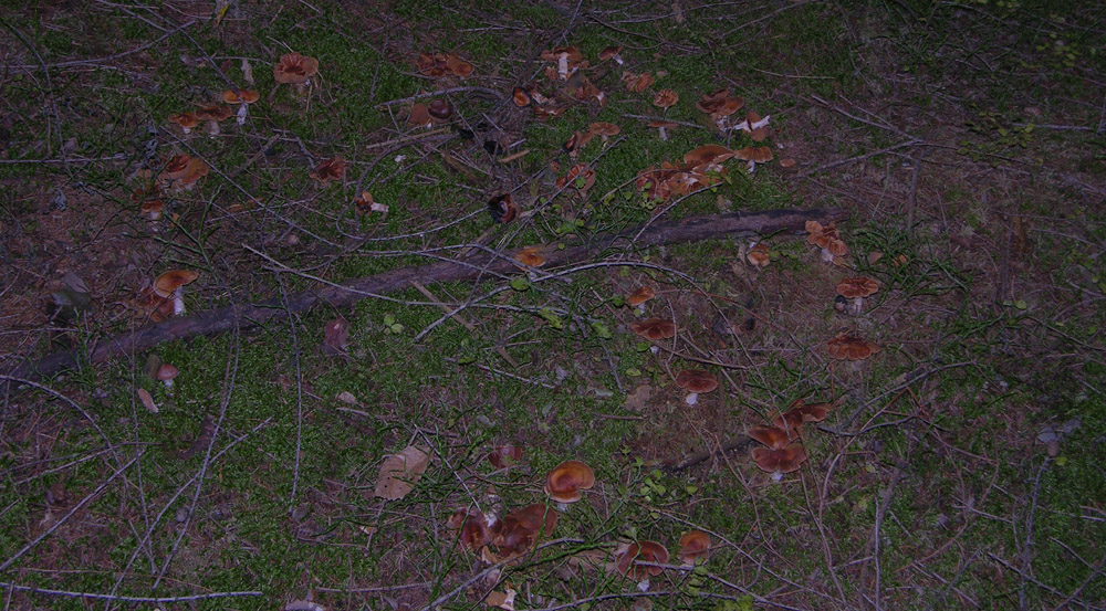 Telamonia Sezione Firmiores.